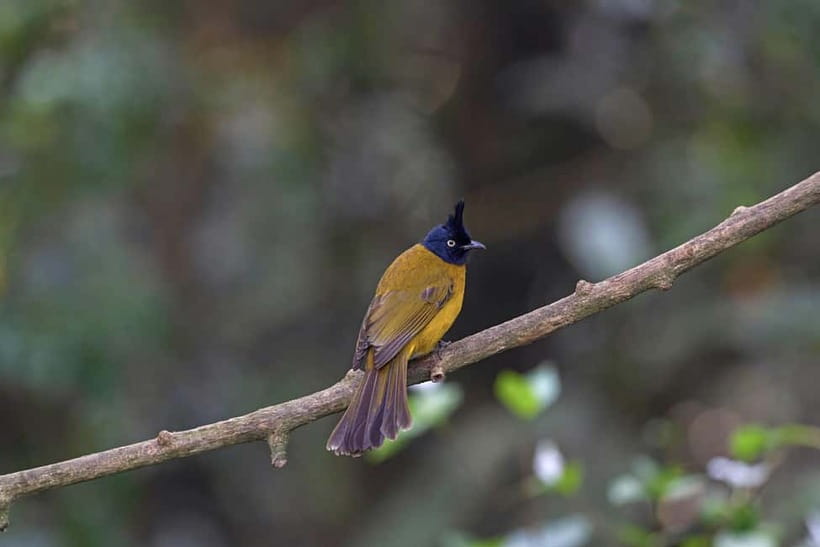 From Khaosok:Half day Bird watching and Wildlife explore - Who will enjoy this Khao Sok experience most