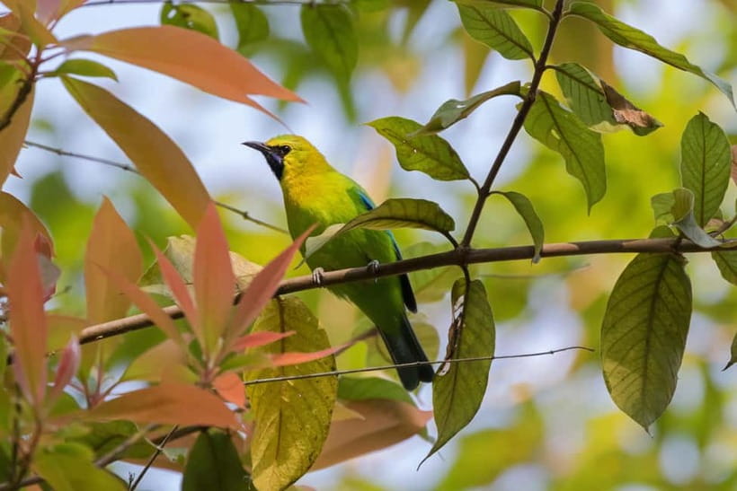 From Khaosok:Half day Bird watching and Wildlife explore - Practical preparation before you go