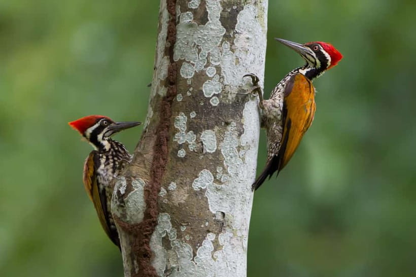From Khaosok:Half day Bird watching and Wildlife explore - Walking from Khao Sok village into the park