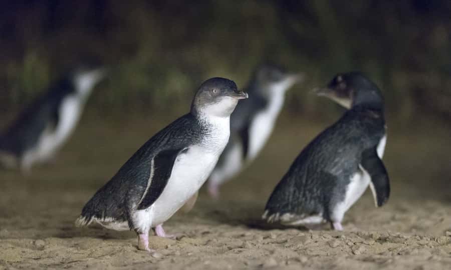 From Melbourne: Penguin Parade Afternoon Tour - Why the afternoon start works so well