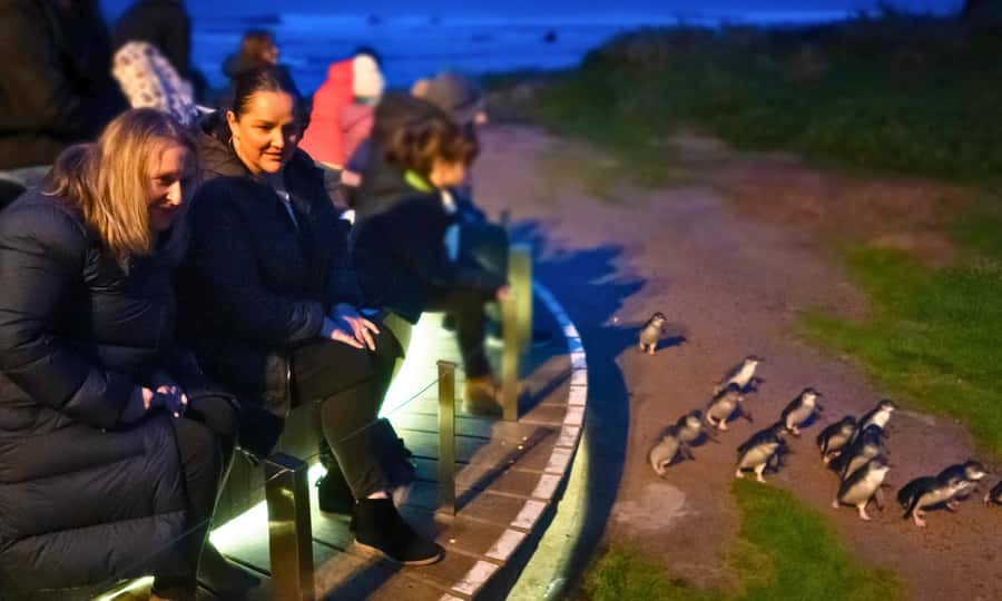 From Melbourne: Penguin Parade Afternoon Tour - Cape Woolamai in summer: cliffs, beach, and open views