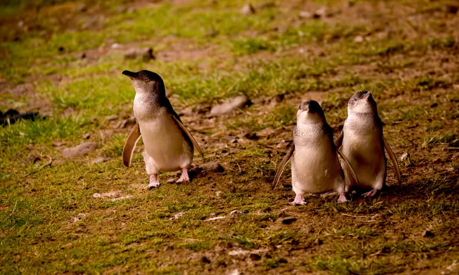 From Melbourne: Penguin Parade Afternoon Tour - The coach ride from Melbourne to Phillip Island