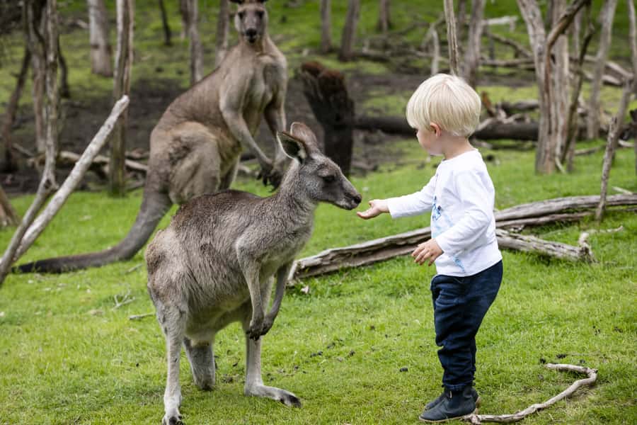 From Melbourne: Penguin Parade, Koalas & Kangaroos - Should you book the Penguin Parade tour?