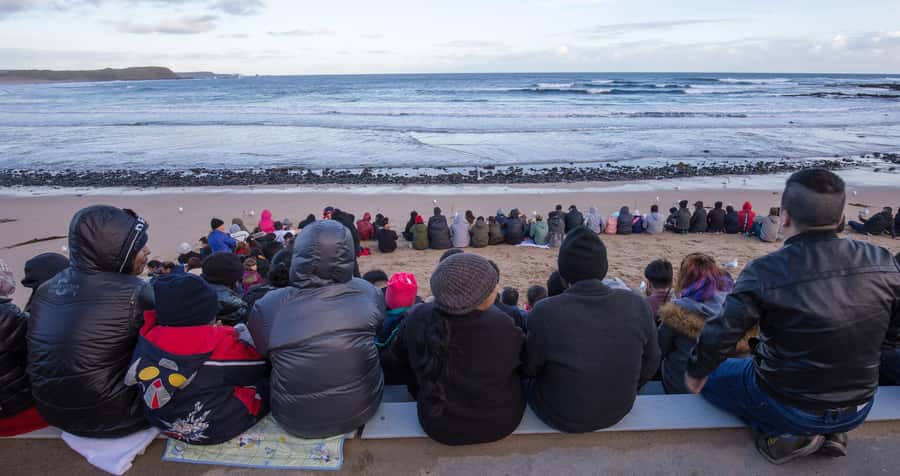 From Melbourne: Penguin Parade, Koalas & Kangaroos - Why this Phillip Island day trip works