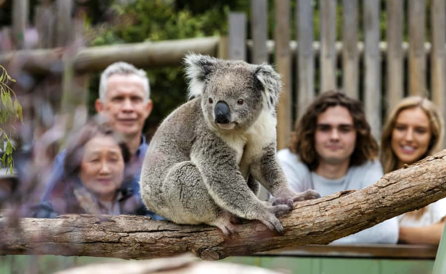 From Melbourne: Penguin Parade, Koalas & Kangaroos - Nobbies Boardwalk and the southern coast