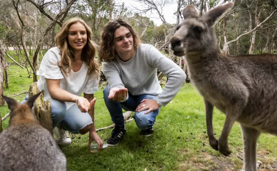 From Melbourne: Penguin Parade, Koalas & Kangaroos - The vehicle, guides, and group experience