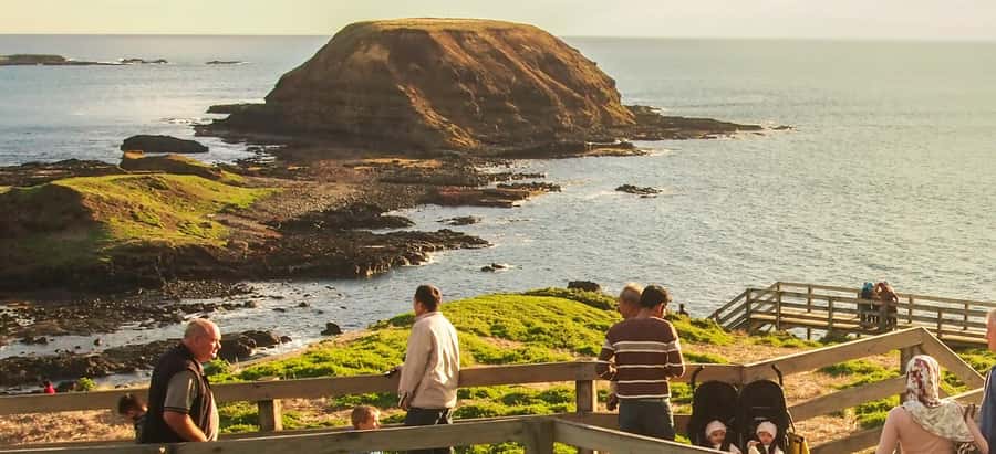 From Melbourne: Penguin Parade, Koalas & Kangaroos - What to bring and who should skip it