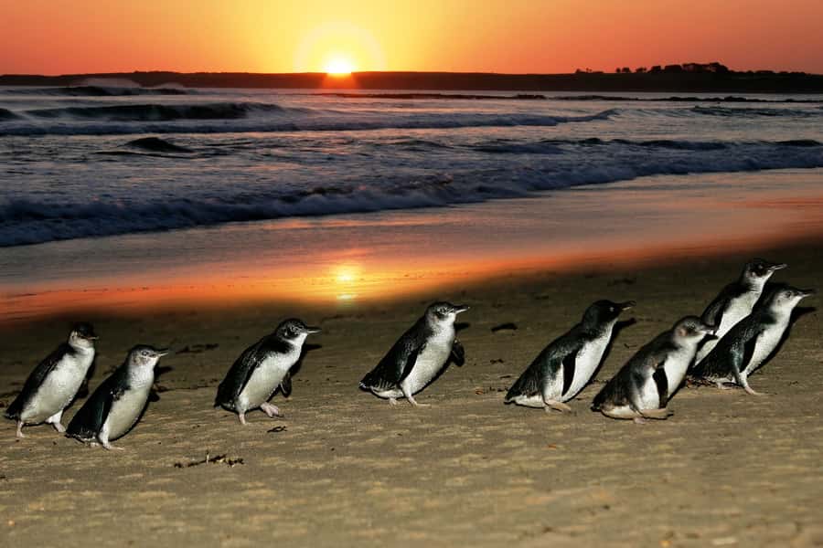 From Melbourne: Penguin Parade, Koalas & Kangaroos - Brighton Beach Boxes and the first photos