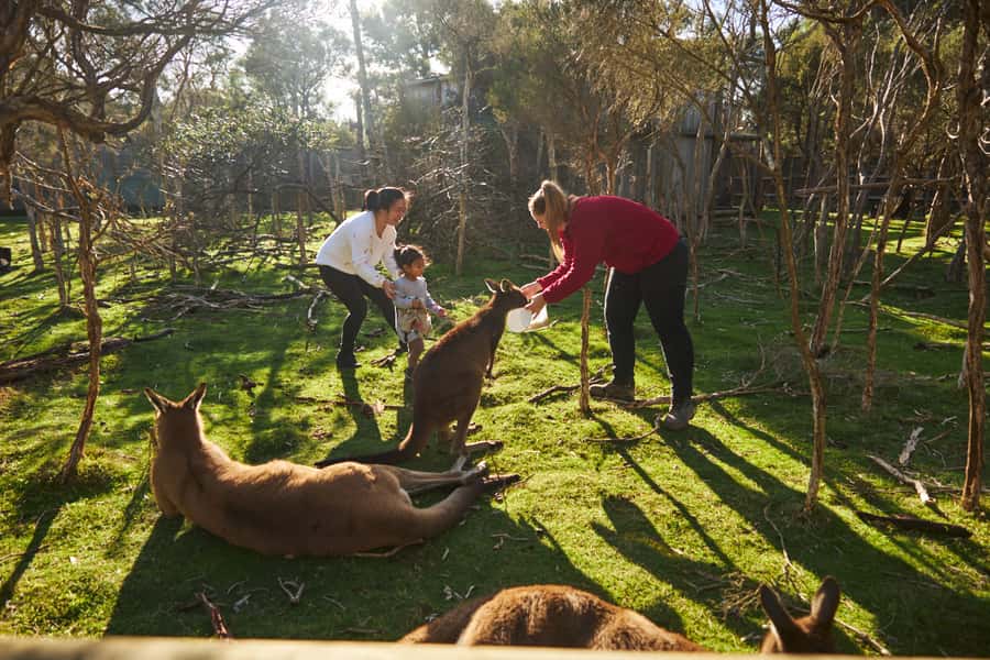 From Melbourne: Penguins and Wildlife Nature Day Tour - Moonlit Sanctuary: two hours with Australian animals