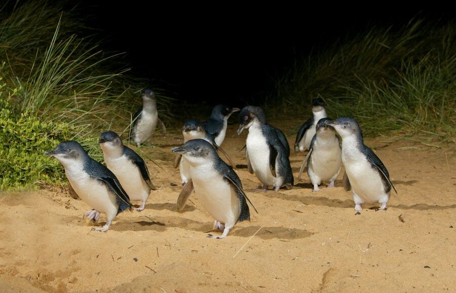 From Melbourne: Penguins and Wildlife Nature Day Tour - The Nobbies boardwalk and Bass Strait views