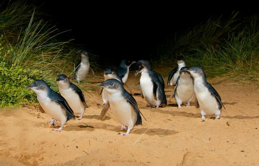 From Melbourne: Penguins and Wildlife Nature Day Tour - Is $105 good value?