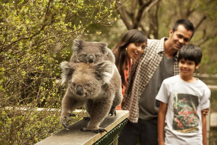From Melbourne: Phillip Is Penguin Parade & Koala Reserve - Key points at a glance