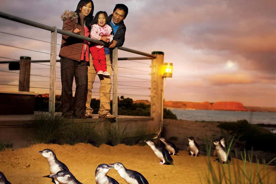 From Melbourne: Phillip Is Penguin Parade & Koala Reserve - Koalas at the Conservation Reserve
