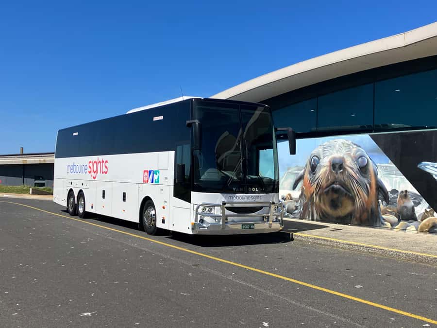 From Melbourne: Phillip Is Penguin Parade & Koala Reserve - How the guides shape the day