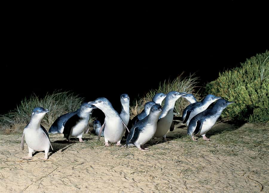 From Melbourne: Phillip Island and Penguin Parade Day Tour - Key points to know before booking