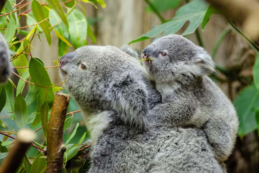 From Melbourne: Phillip Island and Penguin Parade Day Tour - Why this Phillip Island day trip works