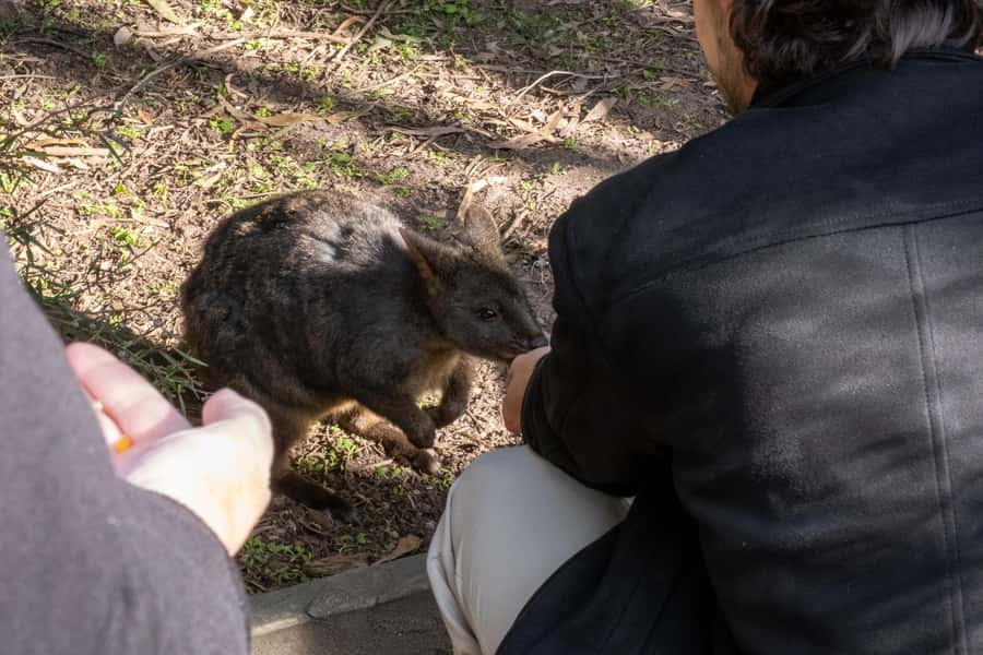 From Melbourne: Phillip Island and Penguin Parade Day Tour - Cape Woolamai gives you a quick taste of the coast
