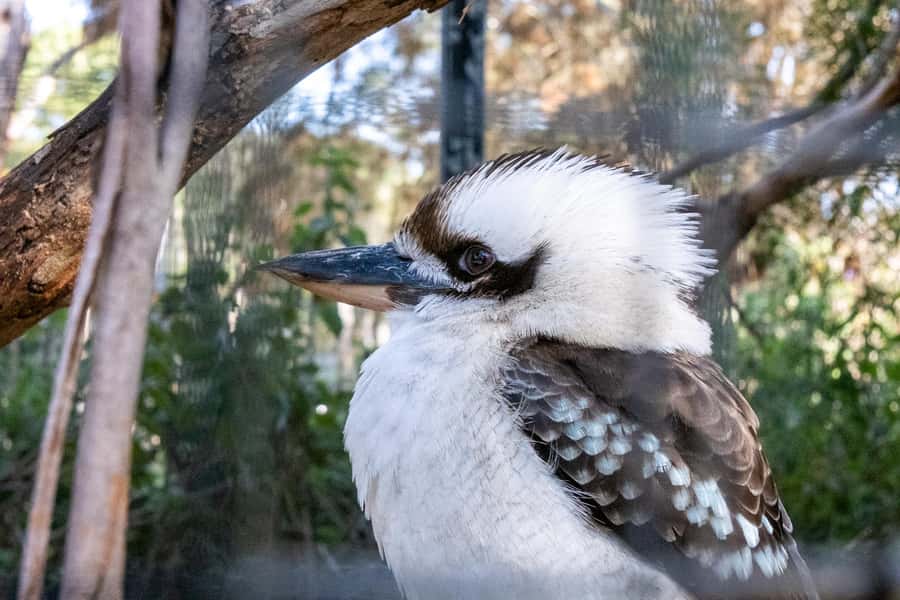From Melbourne: Phillip Island and Penguin Parade Day Tour - The coach ride matters more than you might expect