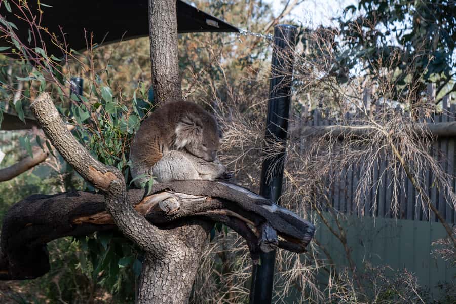 From Melbourne: Phillip Island and Penguin Parade Day Tour - Moonlit Sanctuary: kangaroos, koalas, and a busy first stop