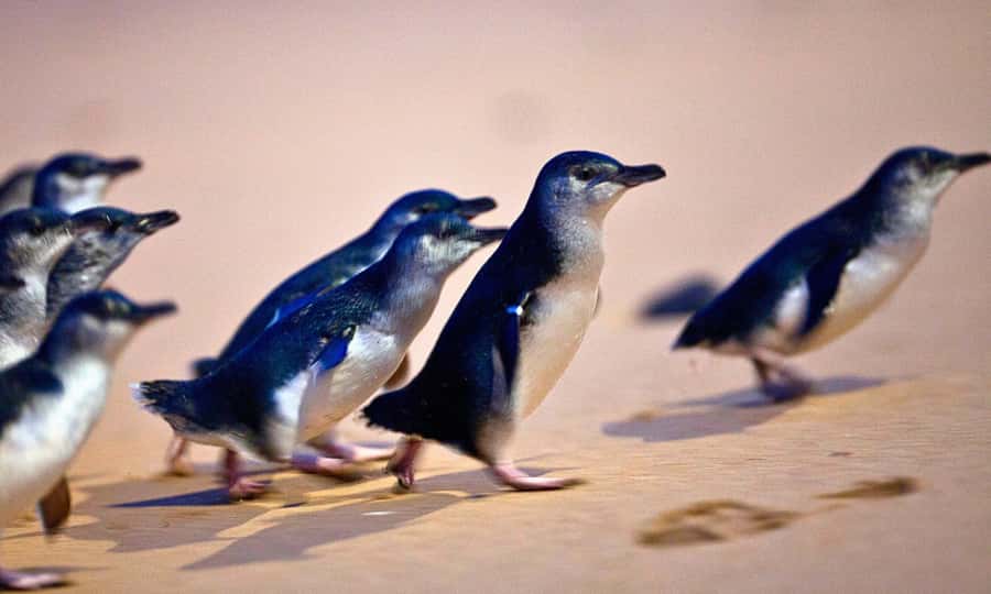 From Melbourne: Phillip Island Penguin Parade Eco Tour - Key points at a glance