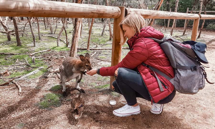From Melbourne: Phillip Island Penguin Parade Eco Tour - Why this Phillip Island day trip works