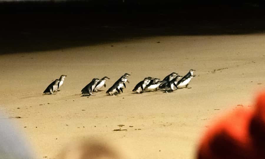 From Melbourne: Phillip Island Penguin Parade Eco Tour - Moonlit Sanctuary: the best daytime wildlife stop