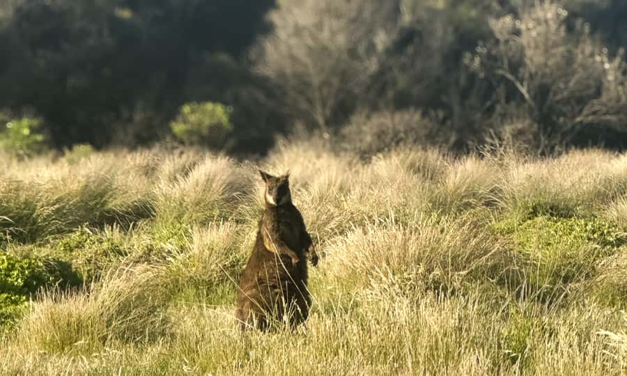 From Melbourne: Phillip Island Penguin Parade Eco Tour - The Nobbies and the Bass Strait views