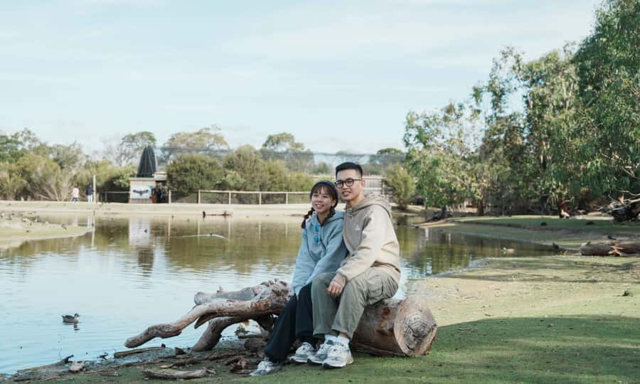From Melbourne: Phillip Island Penguin Parade Eco Tour - The Penguin Parade: the evening payoff