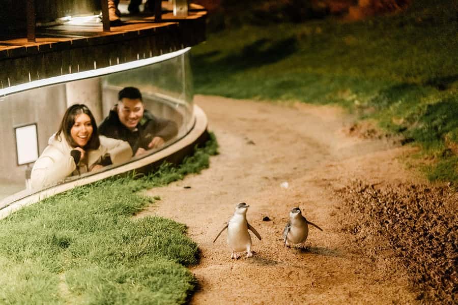 From Melbourne: Phillip Island Penguin Parade Express Tour - Photography rules protect the penguins
