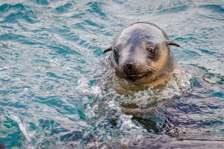 From Melbourne: Phillip Island Penguin Parade Express Tour - The ride from Southern Cross Station to Phillip Island