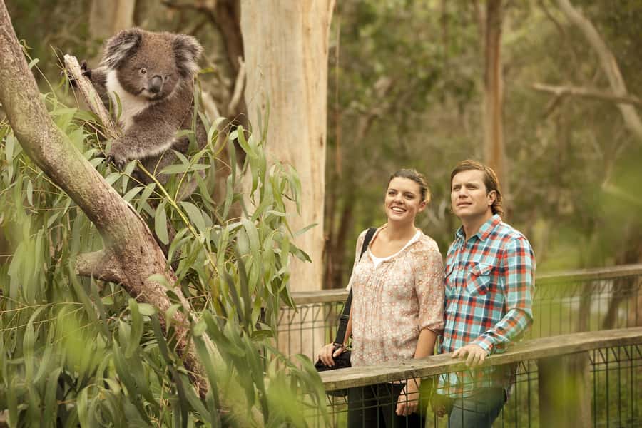 From Melbourne: Phillip Island Penguin Parade & Koalas Tour - Is the $123 price fair?