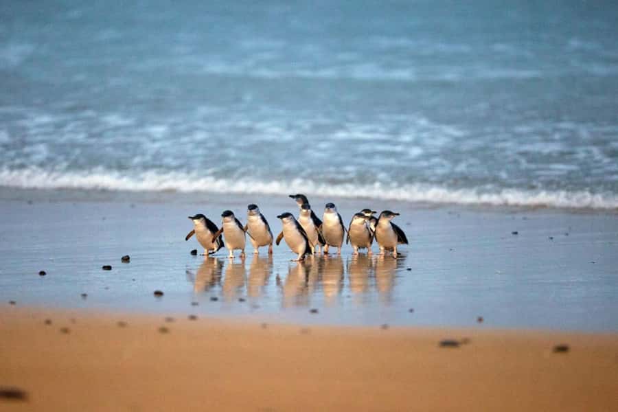 From Melbourne: Phillip Island Penguin Parade & Koalas Tour - Why this Phillip Island day trip works