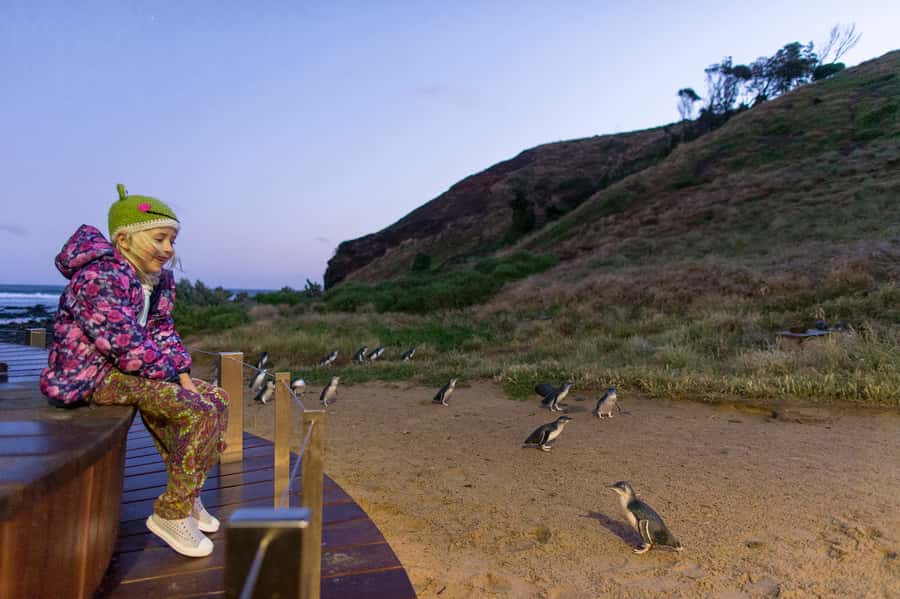 From Melbourne: Phillip Island Penguin Parade & Koalas Tour - The Nobbies and Phillip Island’s rough coast