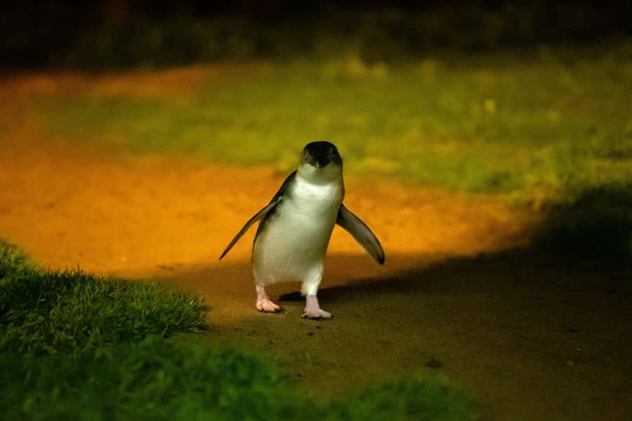From Melbourne: Phillip Island Penguin Parade & Koalas Tour - How the guides shape the day