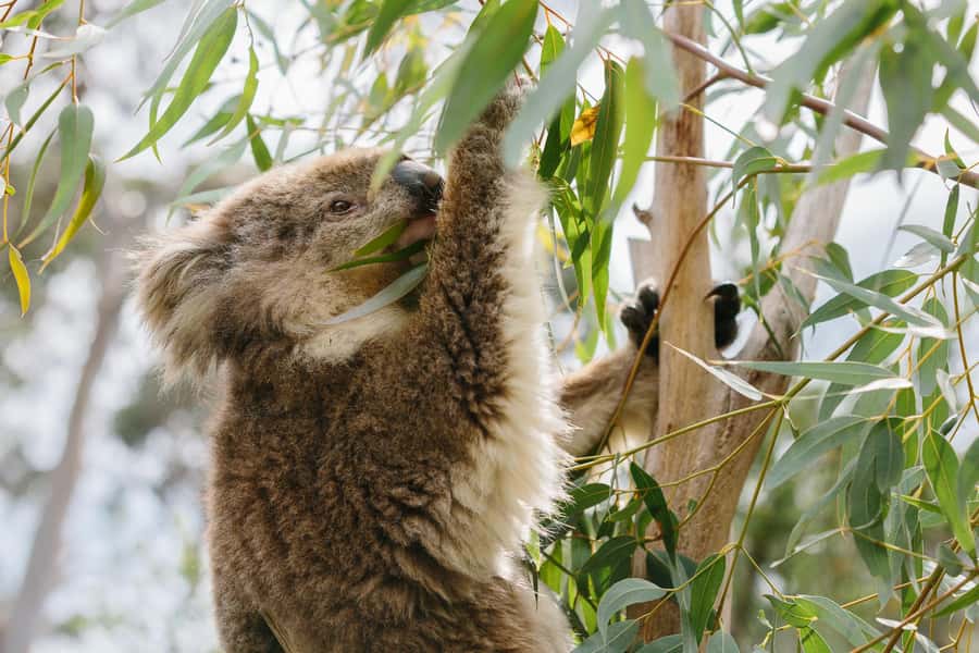 From Melbourne: Phillip Island Penguin Parade & Koalas Tour - The two-hour ride to Phillip Island