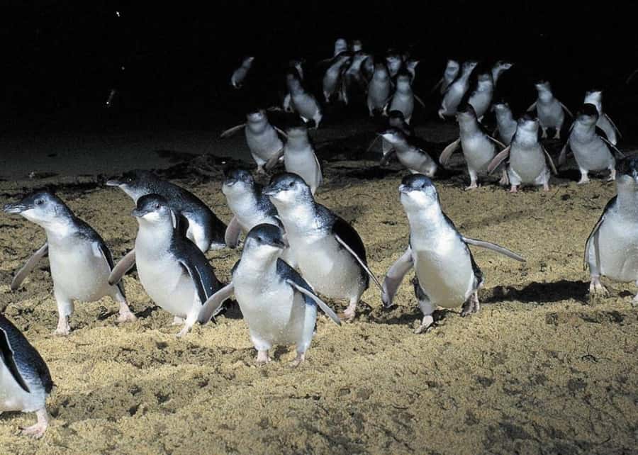From Melbourne: Puffing Billy and Penguin Parade Combo Tour - The guides add much of the tour’s value