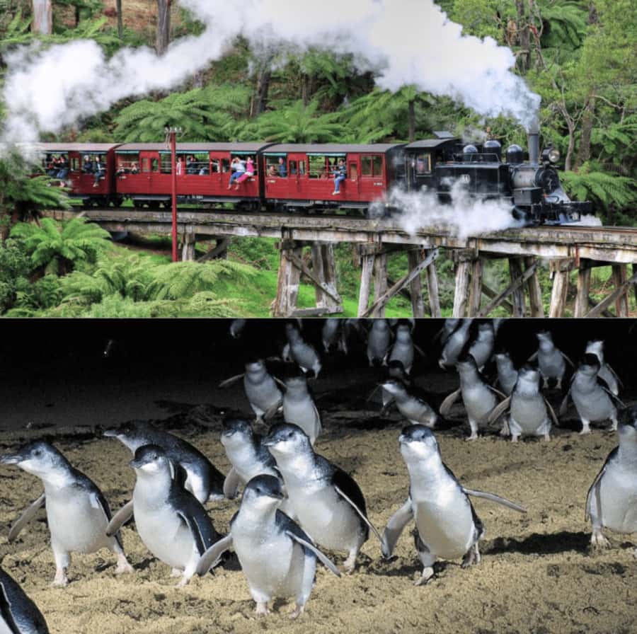 From Melbourne: Puffing Billy and Penguin Parade Combo Tour - Who should book this day trip?