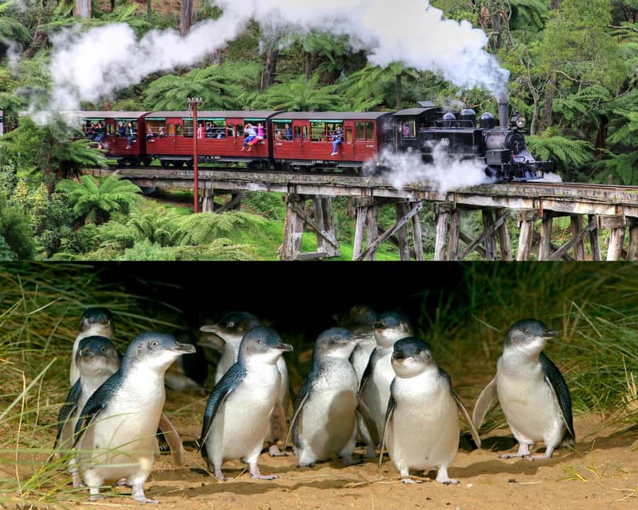 From Melbourne: Puffing Billy and Penguin Parade Combo Tour - Puffing Billy through the Dandenong Ranges