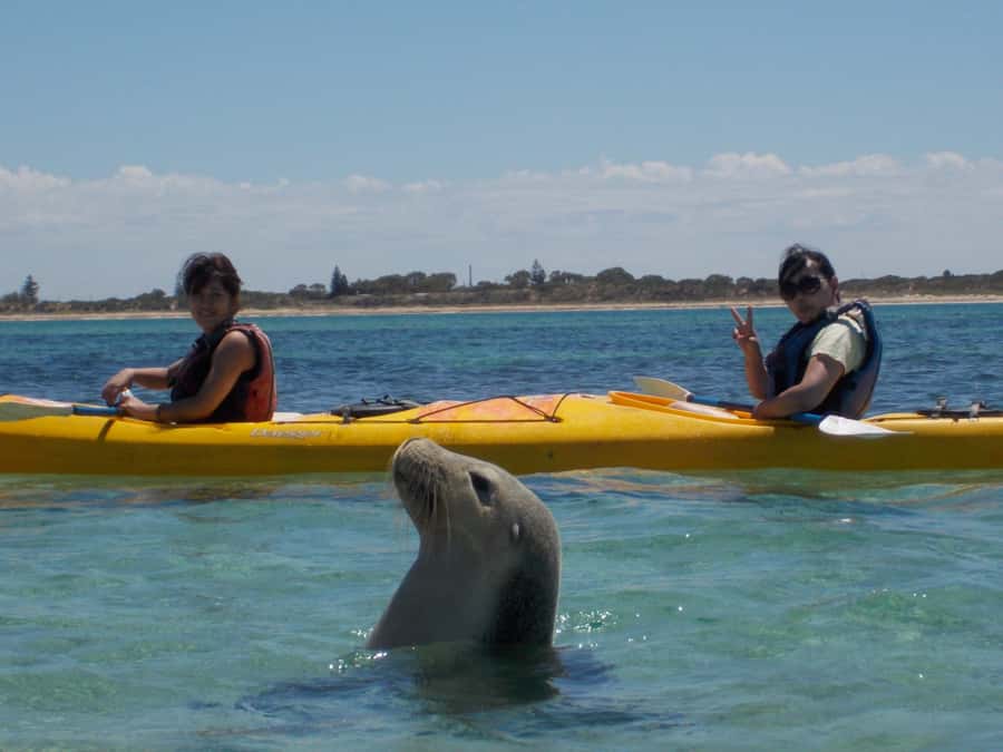 From Perth: Rockingham Seal & Penguin Islands Sea Kayak Tour - From Perth to Shoalwater Bay by morning