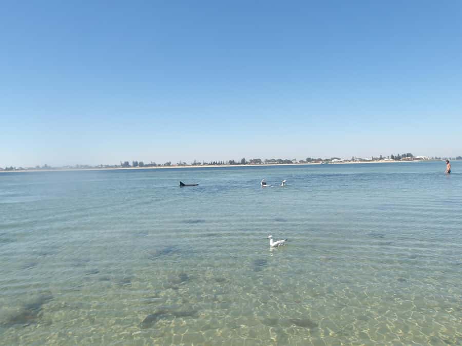 From Perth: Rockingham Seal & Penguin Islands Sea Kayak Tour - Crossing to Penguin Island