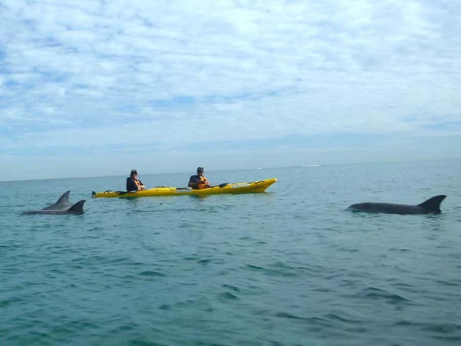 From Perth: Rockingham Seal & Penguin Islands Sea Kayak Tour - The return paddle and changing conditions