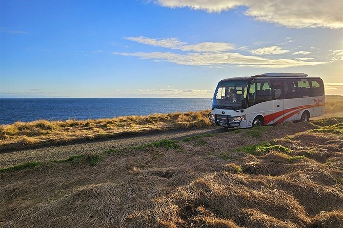 From Phillip Island: Wine and Wildlife Tour with Penguin Parade - The Penguin Parade: the evening’s main event