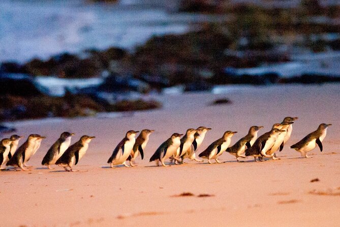 From Phillip Island: Wine and Wildlife Tour with Penguin Parade - 2:00 pm at Cowes, Phillip Island’s useful base