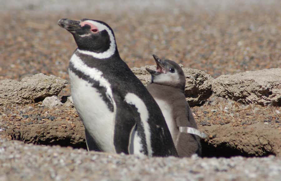 From Puerto Madryn: Penguin Tour & Península Valdés Day Trip - An early start from Puerto Madryn