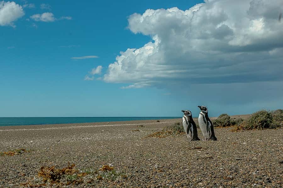 From Puerto Madryn: Penguin Tour & Península Valdés Day Trip - San Lorenzo Ranch and the penguin colony