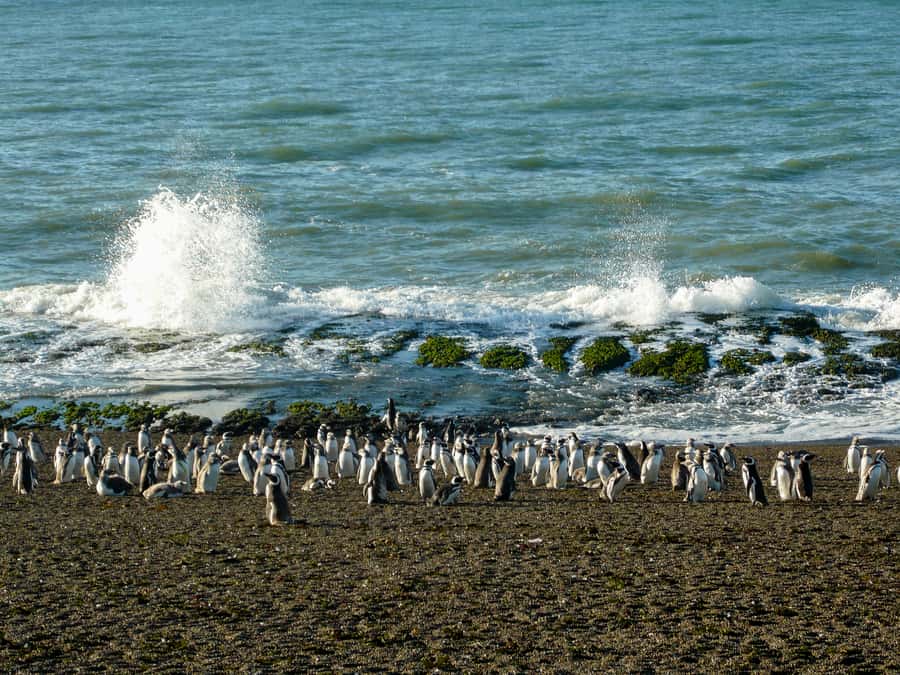From Puerto Madryn: Penguin Tour & Península Valdés Day Trip - Punta Norte and the coastal wildlife