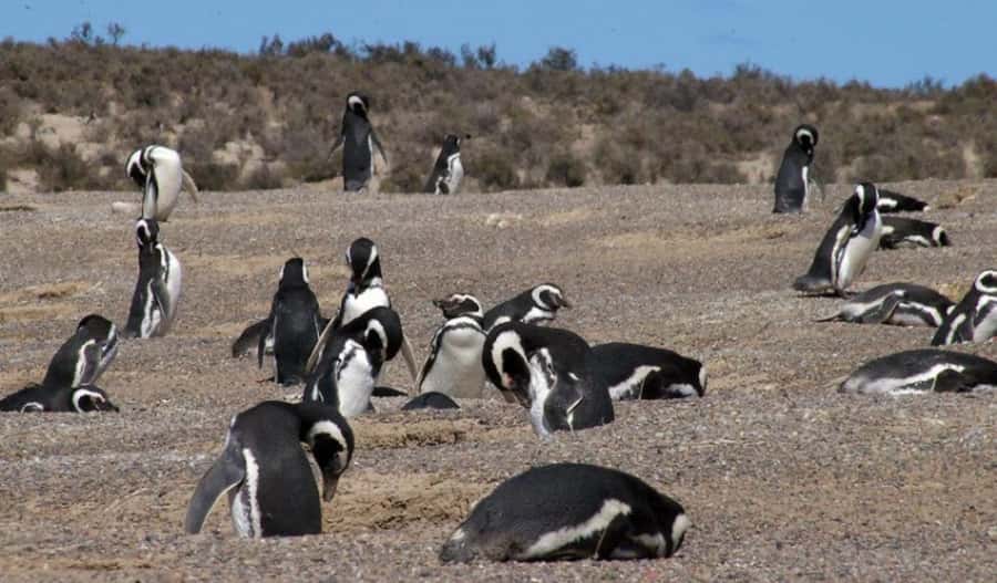 From Puerto Madryn: Penguin Tour & Península Valdés Day Trip - Carlos Ameghino Interpretation Center