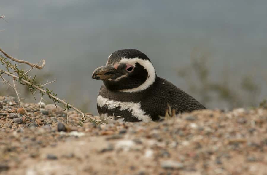 From Puerto Madryn: Penguin Tour & Península Valdés Day Trip - Season, weather, and realistic expectations