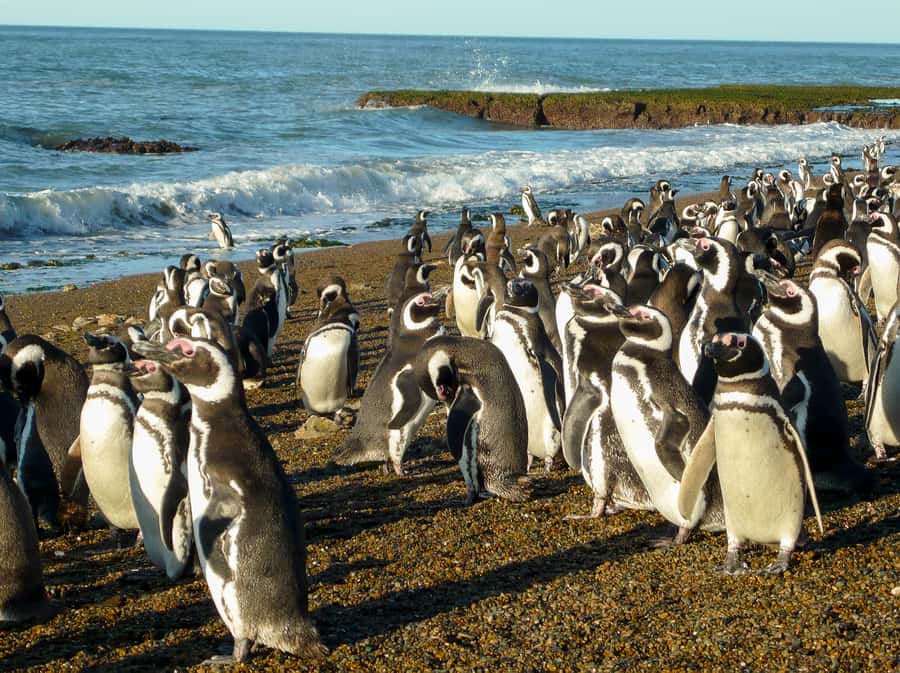 From Puerto Madryn: Penguin Tour & Península Valdés Day Trip - Who will enjoy this tour most