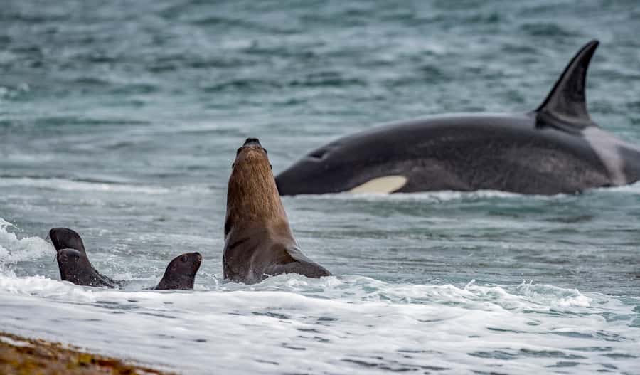 From Puerto Madryn: Penguin Tour & Península Valdés Day Trip - Puerto Pirámides and the whale-watching choice